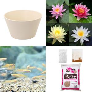 （ビオトープ）（めだか）初心者向け　睡蓮鉢で育てる　メダカ飼育セット（ホワイト）花色おまかせ温帯性スイレン＋ひめだか　説明書付　本州四国限定