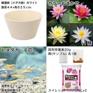 (ビオトープ)(めだか)初心者向け 睡蓮鉢で育...の詳細画像1