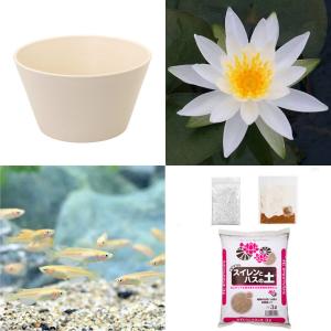 （ビオトープ）（めだか）初心者向け　睡蓮鉢で育てる　メダカ飼育セット（ホワイト）温帯性スイレン白＋ひめだか６匹　説明書付　本州四国限定　飼育セット