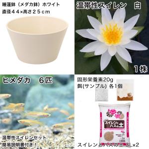 (ビオトープ)(めだか)初心者向け 睡蓮鉢で育...の詳細画像1
