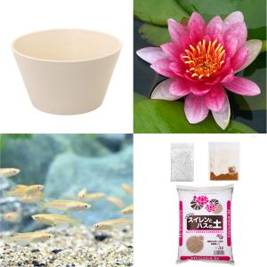 （ビオトープ）（めだか）初心者向け　睡蓮鉢で育てる　メダカ飼育セット（ホワイト）温帯性スイレン赤＋ひめだか６匹　説明書付　本州四国限定　飼育セット