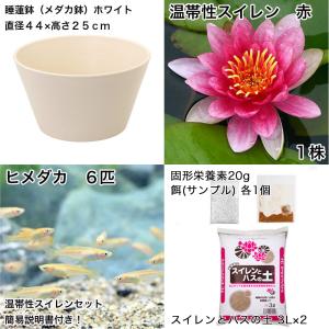 (ビオトープ)(めだか)初心者向け 睡蓮鉢で育...の詳細画像1