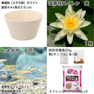 (ビオトープ)(めだか)初心者向け 睡蓮鉢で育...の詳細画像1
