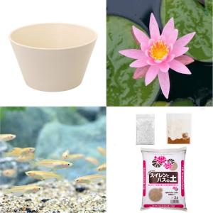 （ビオトープ）（めだか）初心者向け　睡蓮鉢で育てる　メダカ飼育セット（ホワイト）温帯性スイレン桃＋ひめだか６匹　説明書付　本州四国限定　飼育セット