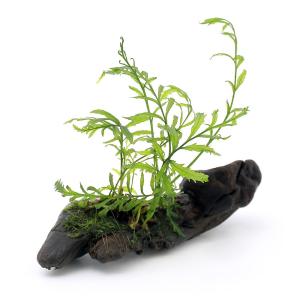 チャーム（charm） （テラリウム）ボルビティスsp．ベビーリーフ