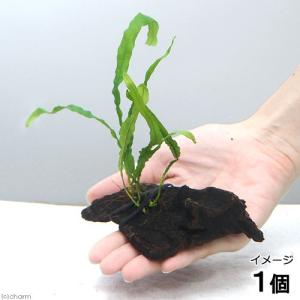チャーム（charm） （水草）ミクロソリウム 本ナローリーフ（水中葉
