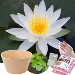 ●母の日ギフト●睡蓮鉢(ベージュ) 温帯性睡蓮セ...の商品画像