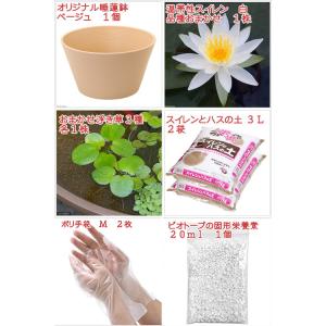 ●母の日ギフト●睡蓮鉢(ベージュ) 温帯性睡蓮...の詳細画像1