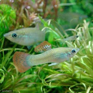 （熱帯魚）ポエキリア・サルバトリス（１ペア）　北海道・九州航空便要保温