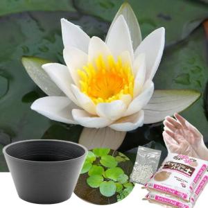 ●母の日ギフト●睡蓮鉢(グレー) 姫睡蓮セット(...の商品画像