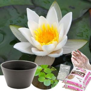 ●母の日ギフト●睡蓮鉢(ブラウン) 姫睡蓮セット...の商品画像