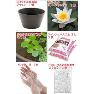 ●母の日ギフト●睡蓮鉢(ブラウン) 姫睡蓮セッ...の詳細画像1