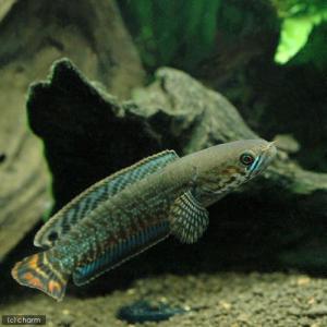 （熱帯魚）レインボースネークヘッド（１匹）　北海道・九州航空便要保温