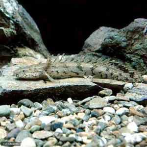 （熱帯魚）ポリプテルス・エンドリケリー・エンドリケリー　Ｓサイズ（東南ブリード）（１匹）　北海道・九州航空便要保温