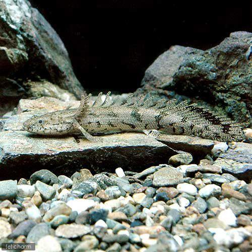 （熱帯魚）ポリプテルス・エンドリケリー・エンドリケリー　Ｓサイズ（東南ブリード）（１匹）　北海道・九...