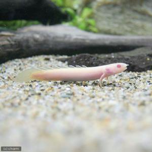 （熱帯魚）ポリプテルス・セネガルス　アルビノ　Ｓサイズ（約６〜１０ｃｍ）（ブリード）（１匹）　北海道・九州航空便要保温
