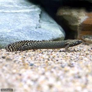 （熱帯魚）ポリプテルス・オルナティピンニス（約１０〜１５ｃｍ）（ブリード）（１匹）　北海道・九州航空便要保温