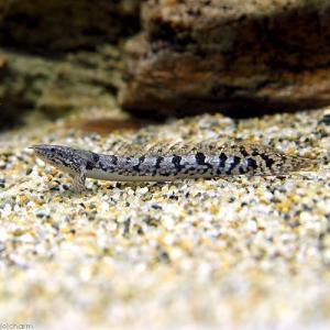 （熱帯魚）ポリプテルス・デルヘジィ　Ｓサイズ（約６〜１０ｃｍ）（ブリード）（１匹）　北海道・九州航空便要保温