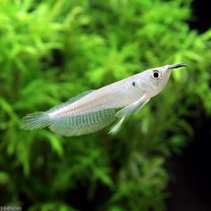 (熱帯魚)シルバーアロワナ Sサイズ(ブリード...の詳細画像1
