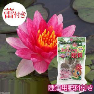 チャーム（charm） （ビオトープ）（浮草）☆蕾付き☆ 温帯性睡蓮