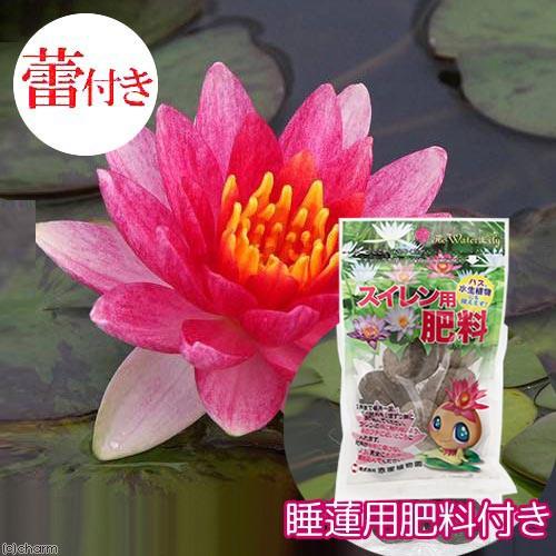 （ビオトープ）睡蓮　★蕾付き★　温帯性睡蓮（スイレン）　赤（１ポット）＋睡蓮用　肥料　沖縄不可