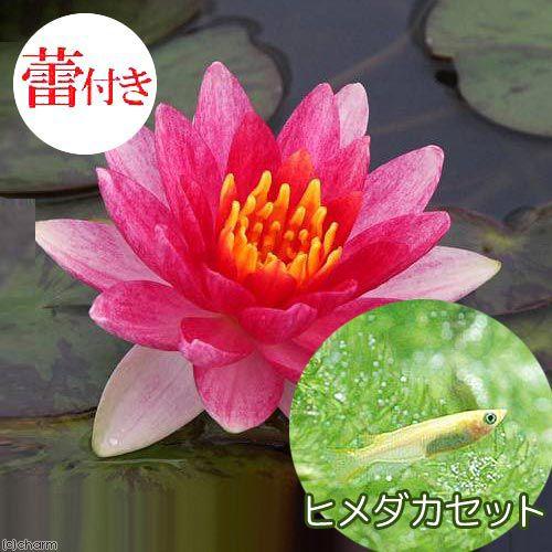 （ビオトープ）（めだか）★蕾付き★　温帯性睡蓮（スイレン）　赤（１ポット）＋ヒメダカ（６匹）　本州四...