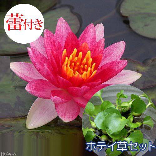 （ビオトープ）（浮草）★蕾付き★　温帯性睡蓮（スイレン）　赤（１ポット）＋ホテイ草　（３株）　本州四...