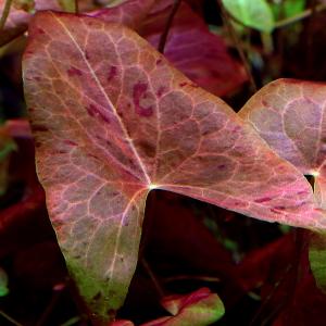 チャーム（charm） （水草）タイガーロータス 1997 ギニア便（水中