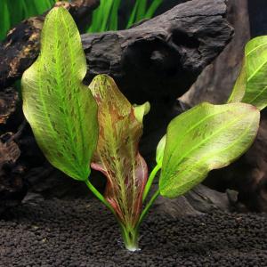 水草）沈水性 ポゴステモン メンメン（水中葉）（無農薬）（6本