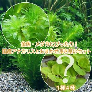 （水草）金魚藻　アナカリス（無農薬）（５本）＋おまかせ浮草１種（４株）｜chanet