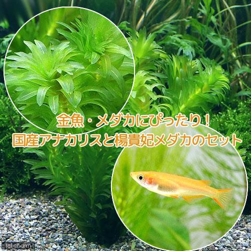 （めだか）（水草）楊貴妃メダカ（４匹）＋アナカリス（無農薬）（５本）