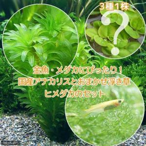 チャーム（charm） （水草）メダカ・金魚藻 国産 アナカリス 穴あき