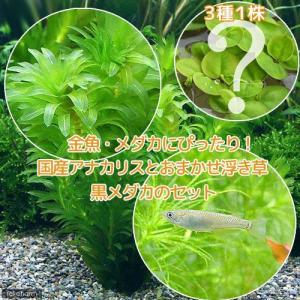 チャーム（charm） （水草）ホシクサsp．クチ（水中葉）（無農薬