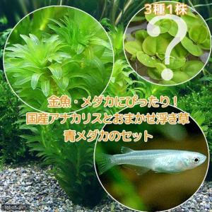 水草）メダカの産卵用 アナカリスとヒカゲノカズラ（日陰蔓）溶岩石