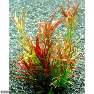 水槽で楽しむ紅葉特集 チャーム