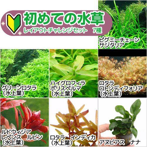 （水草）初めての水草　レイアウトチャレンジセット　７種（水上葉）