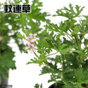 （観葉植物）ハーブ苗　カレンソウ（蚊連草・蚊嫌草）　３号（１ポット）　家庭菜園　虫除け植物｜chanet