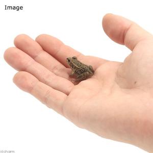 (両生類)トウキョウダルマガエル(1匹) 北海...の詳細画像2