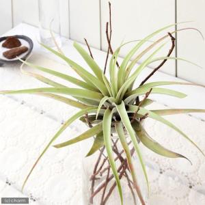 ITANSE エアプランツ チランジア カピタータ レッド XLサイズ 1個 送料