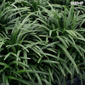 チャーム（charm） （観葉植物）ジャノヒゲ（リュウノヒゲ） 玉竜 2