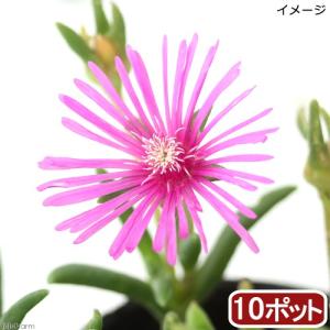 （観葉植物）マツバギク　３号（１０ポットセット）｜chanet