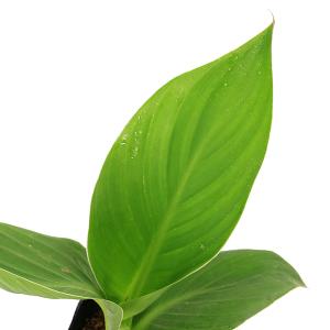 (ビオトープ)水生植物 カンナ 矮性種 サウス...の詳細画像1