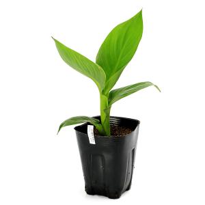 (ビオトープ)水生植物 カンナ 矮性種 サウス...の詳細画像2