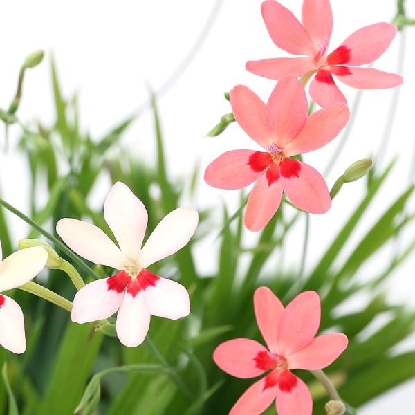 （山野草）花色おまかせ　ヒメヒオウギ（姫檜扇）３号（１ポット）（休眠状態）