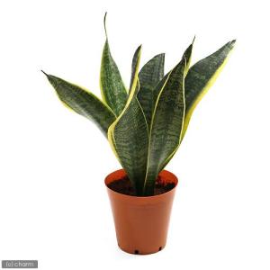 （観葉植物）インテリア　サンスベリア　４号（１鉢）