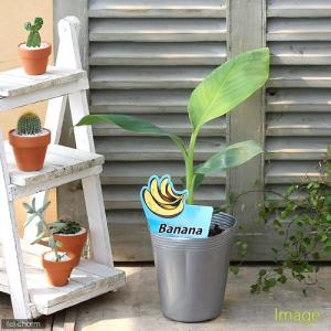《終売》（観葉植物）バナナ　バランガン　４号（１ポット）