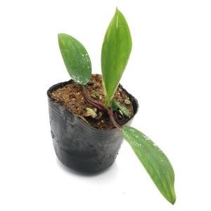 （ビオトープ）水生植物　オロンティウム　アクアティクム（１ポット）　沈水〜抽水植物