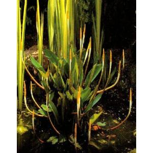 (ビオトープ)水生植物 オロンティウム アクア...の詳細画像1