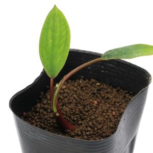 (ビオトープ)水生植物 オロンティウム アクア...の詳細画像2