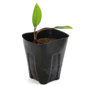 (ビオトープ)水生植物 オロンティウム アクア...の詳細画像3